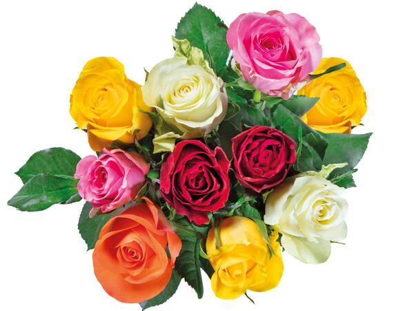 Fairtrade Rosen