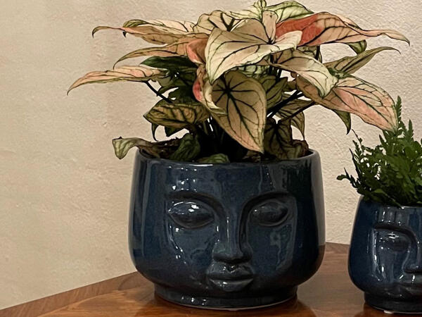 Grøn plante i ansigtskeramik