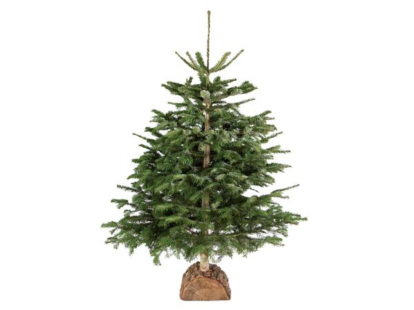 Sapin de Noël Nordmann