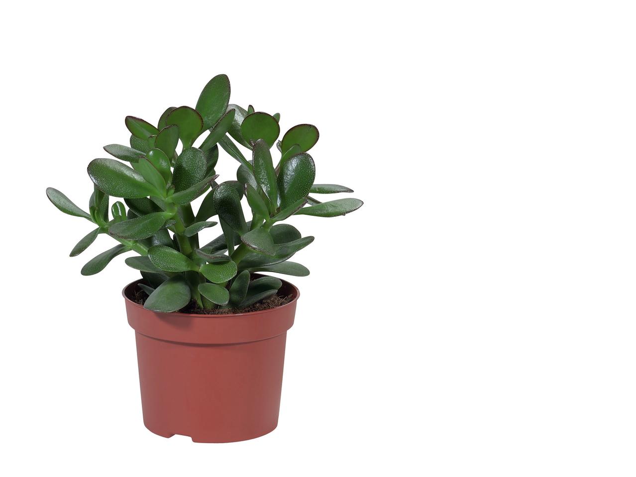 Vetplanten