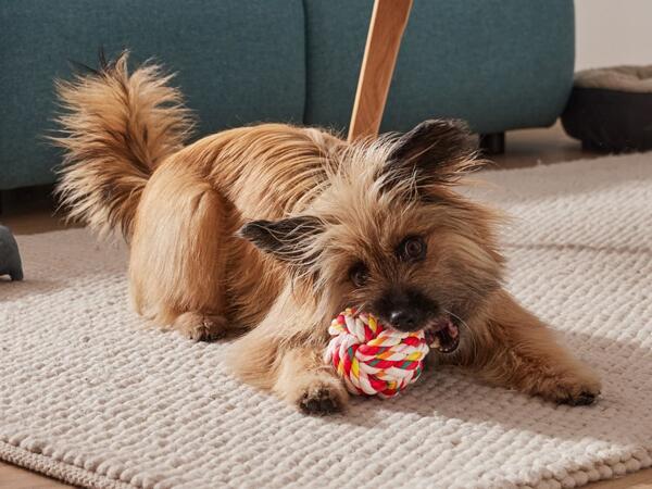 Dog Toys