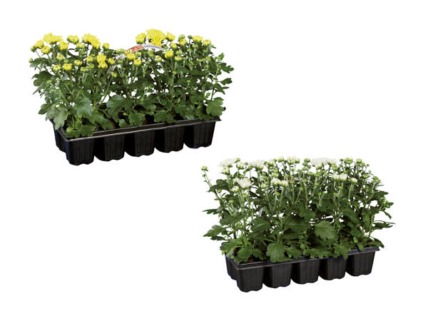 Chrysanthemen "Garden Mum"