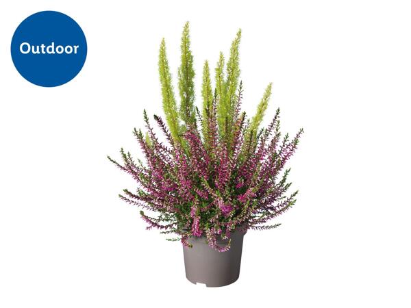 Bicolour Heather