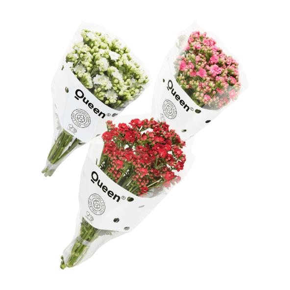 Queen kalanchoe