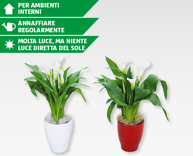 Calla natalizia in vaso di ceramica