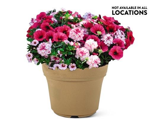 Summer Premium Patio Planter