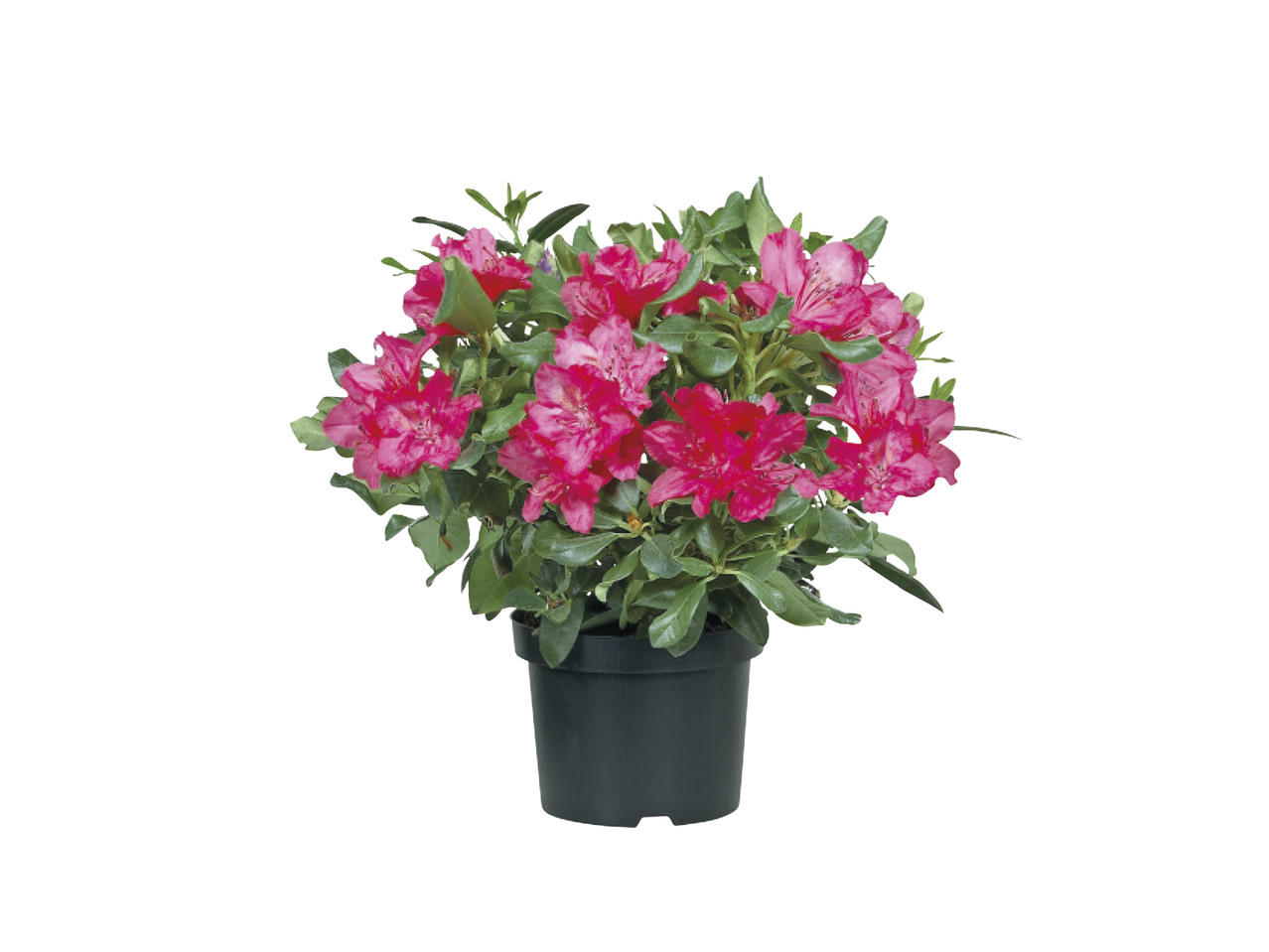 Rhododendron1