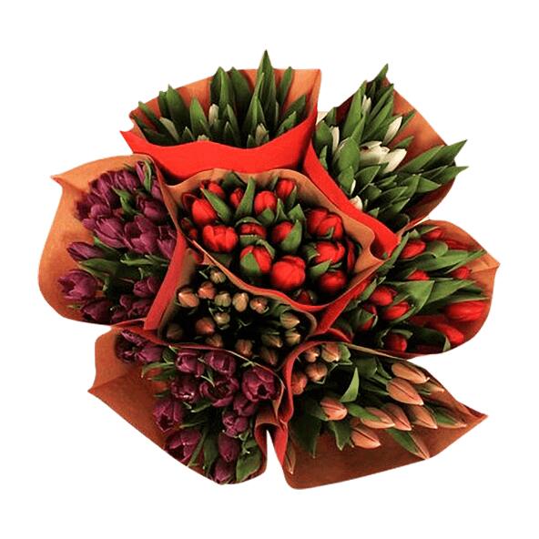 Tulipaner