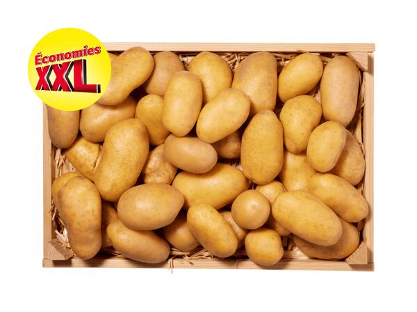 Pommes de terre XXL
