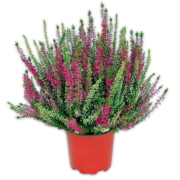Heidekraut Calluna Twin-Girls zweifarbig