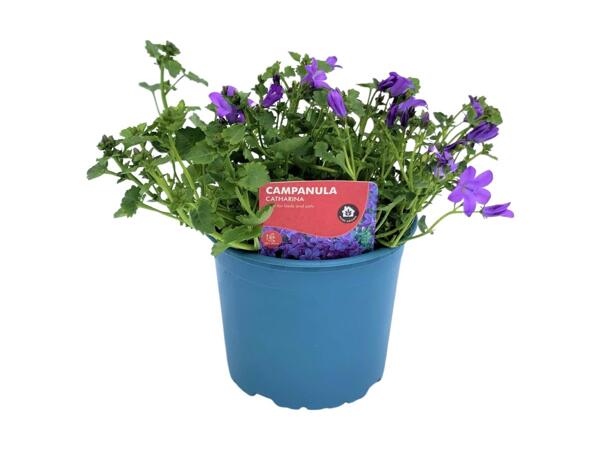 Italian Bell Flower (Campanula)