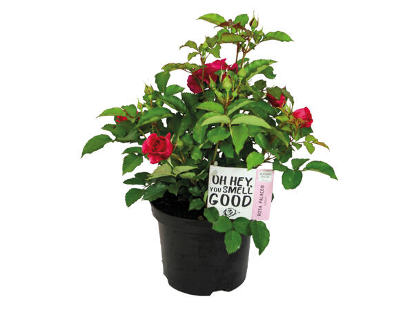 Garden Rose