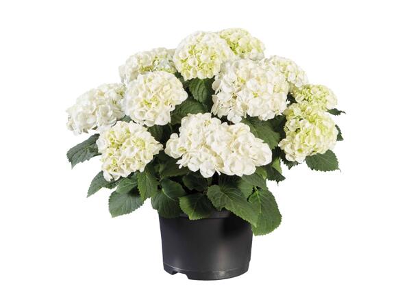 Hortensia