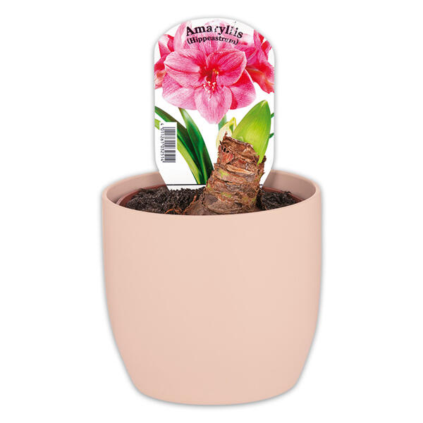 Amaryllis