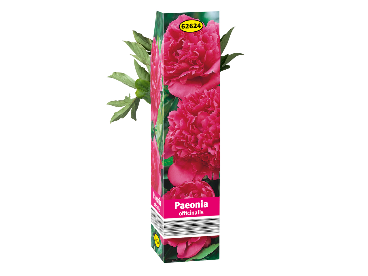Sommerblomster