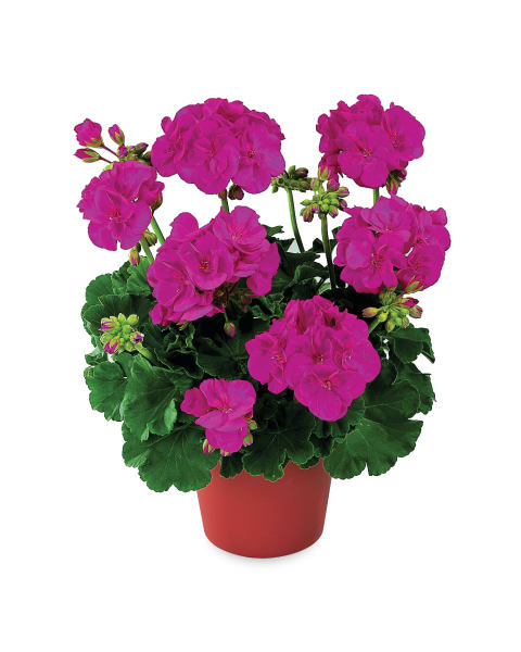 Irish Flowering Plants 3.5L