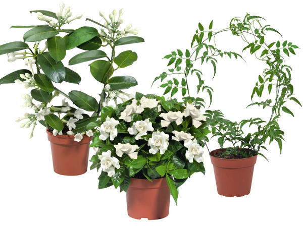 Stephanotis, Jasminum oder Gardenie