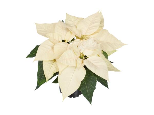 Poinsettia
