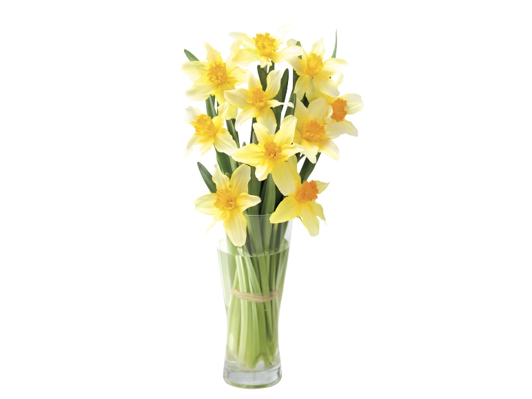 Daffodils