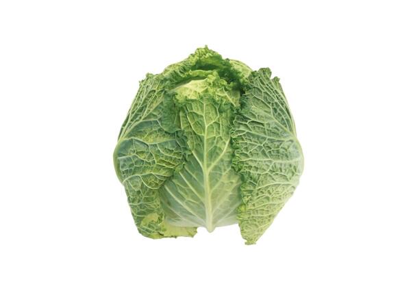 Savoy Cabbage