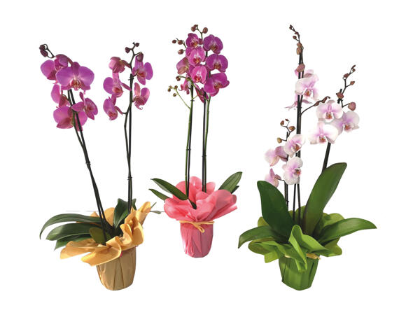 Phalaenopsis Maxi