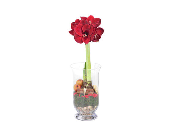 Amaryllis i glasvas