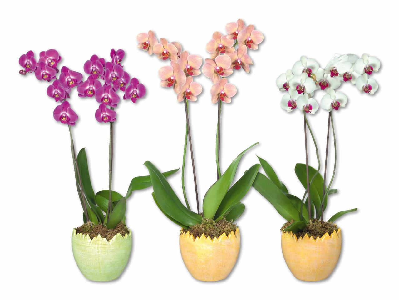 Phalaenopsis 2 Stieler im Keramikei
