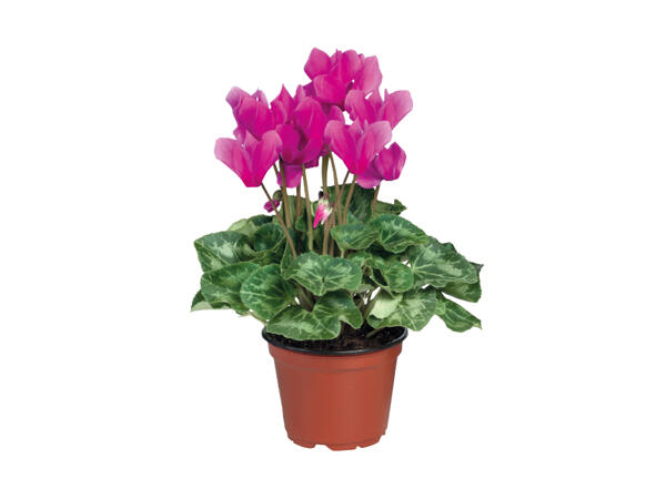 British Cyclamen