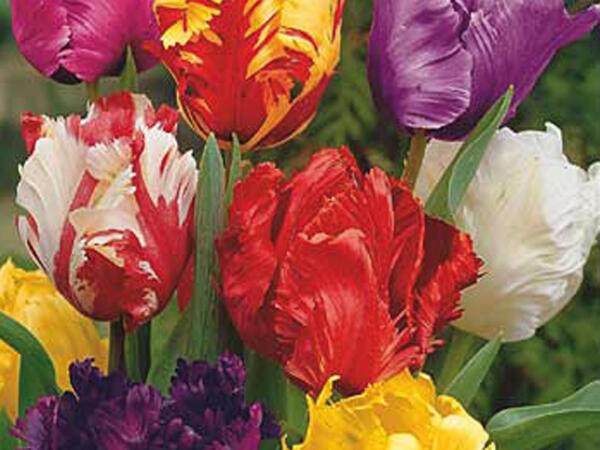 Tulipani pappagallo