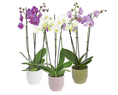 ORCHIDEE CON 3 RAMI