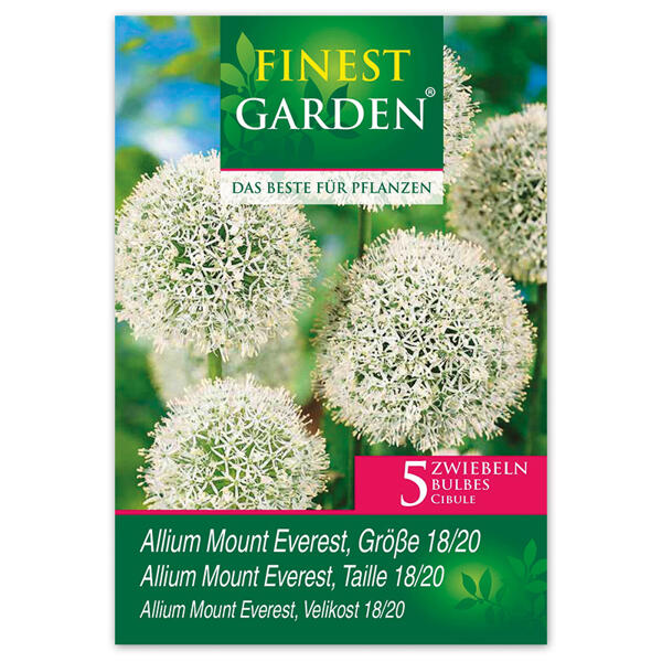 Allium Blumenzwiebeln