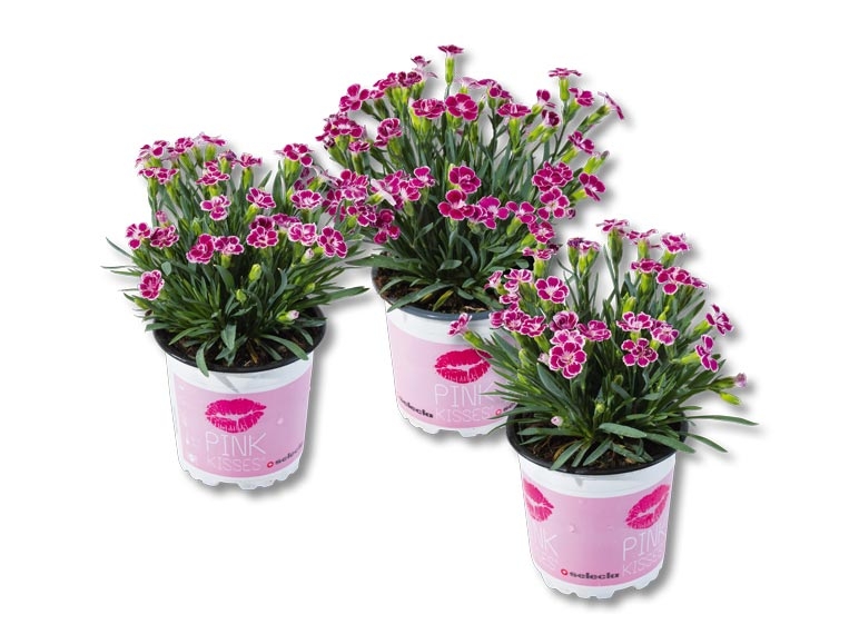 Dianthus "Pink kisses" (dès 21.07.)