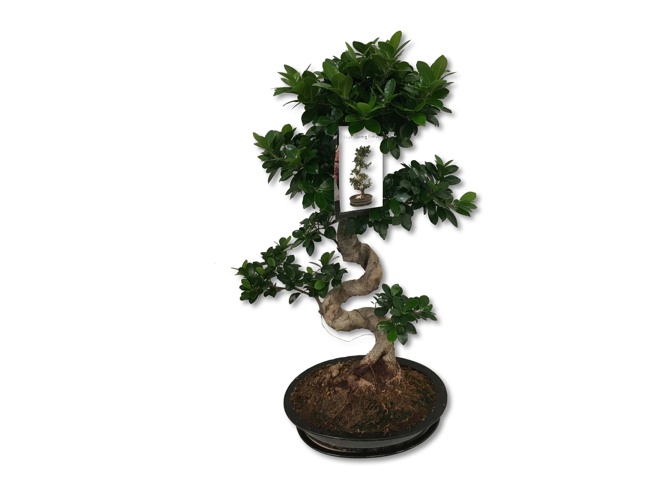 Ficus ginseng microcarpa