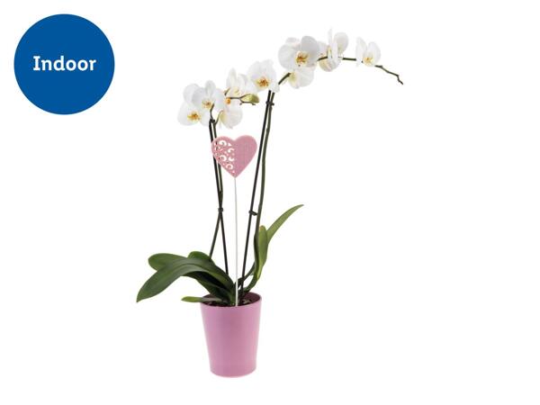 Orchid in Ceramic