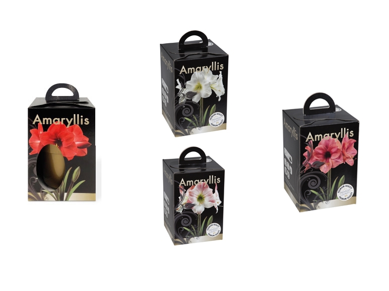 Amaryllis Growing Kit