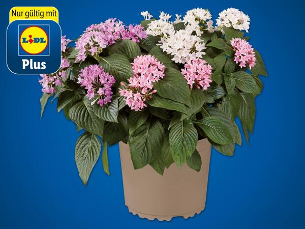 Pentas Trio
