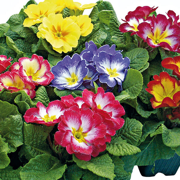 Primel in Sonderfarben