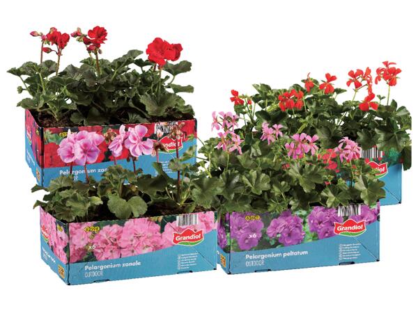 Pelargoner, stående & hängande