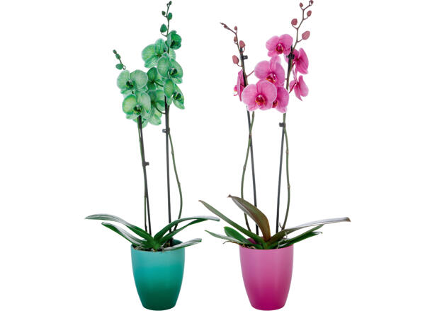 Orchidee Royal in Keramik