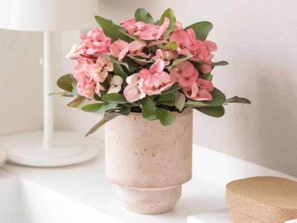 Tiara Euphorbia
