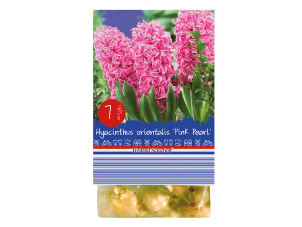 Spring Flowering Bulbs