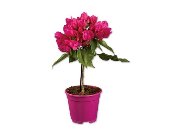 Bougainvillea Stamm