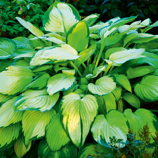 Funkie Hosta XL