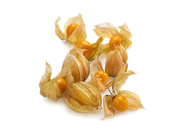 Physalis
