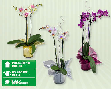 Phalaenopsis di San Silvestro