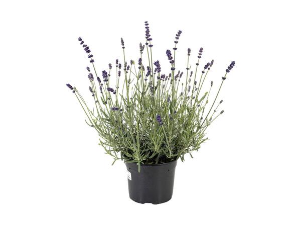 Lavendel "Hidcote blue"