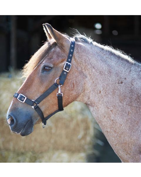 Crane Equestrian Head Collar