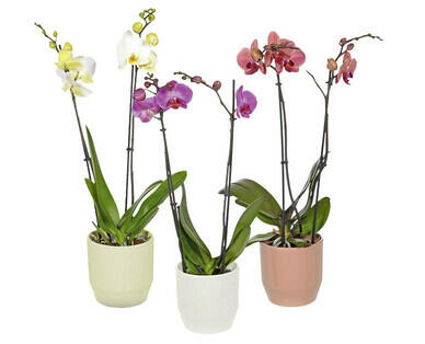 ORCHIDEE