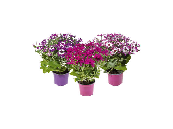 Aster