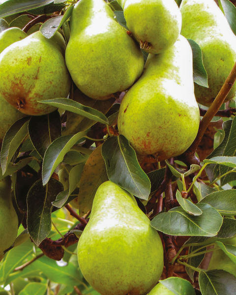 British Grown Fruit Trees
